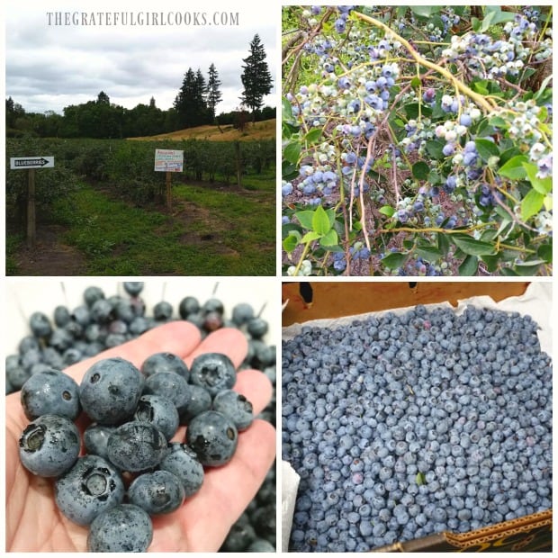 A photo collage from blueberry picking at a local farm.