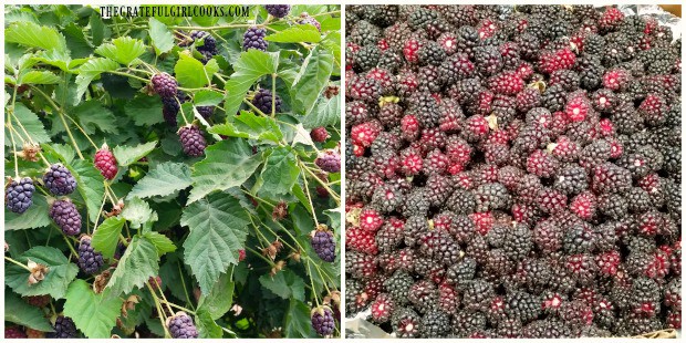 Fresh boysenberries on the vine-ready to be picked to make jam!