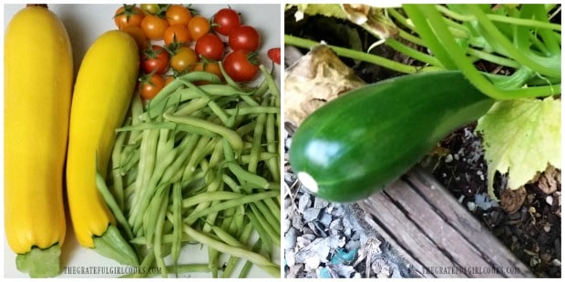 Yellow and green summer squash (zucchini) are used for veggie side dish