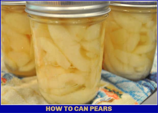Preserve summer's fruit bounty for long term storage in the pantry by learning how to can pears (fresh and ripe) using a water bath canner!