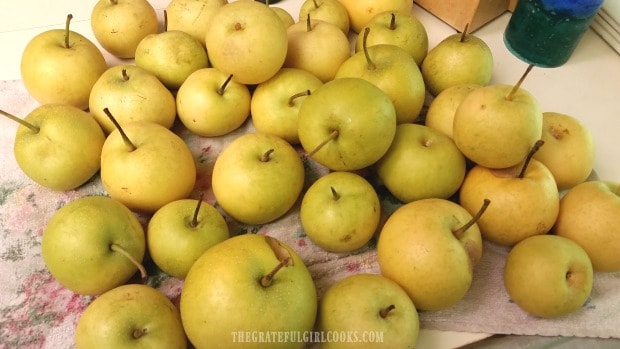 Fresh Asian pears, ready to be canned for long term storage.