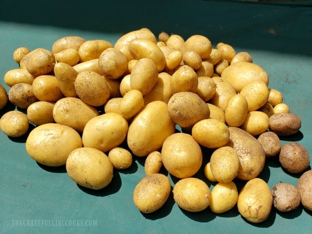 German butterball potatoes, harvested from our little backyard garden.