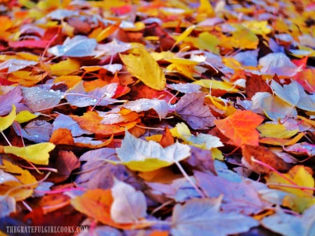 Fall leaves and cooler temperatures encourage us to enjoy hot apple cider!