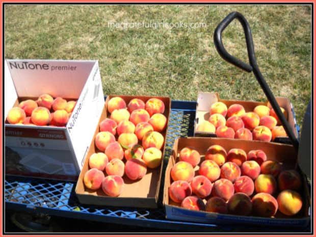 Lots of fresh summer peaches to make delicious desserts and jam with!