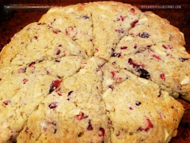 The baked cranberry apple scones cool on a baking sheet after coming out of the oven.