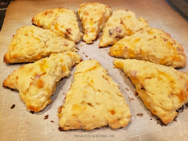 Baked bacon apple cheddar scones on parchment paper after coming out of the oven.