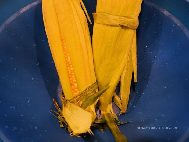 Two ears of unshucked corn, draining excess water off, after soaking in bowl.