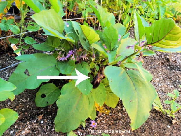 Baby eggplant bushes produce purple flowers and small miniature eggplants.