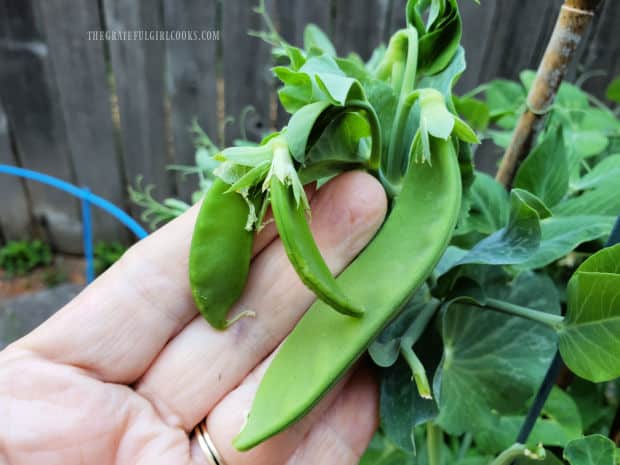 Sugar snap peas growing in our backyard raised bed garden.