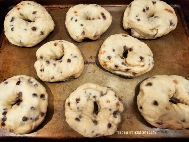 Boiled chocolate chip bagels on a baking sheet, ready for the oven.