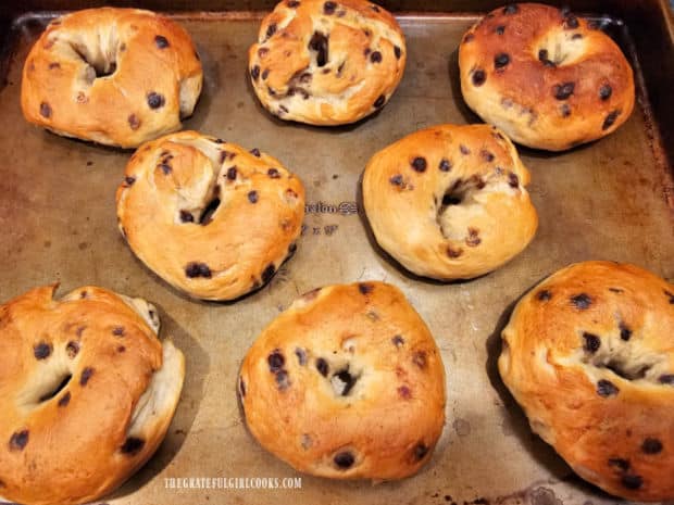 Eight chocolate chip bagels, straight from the oven after baking.