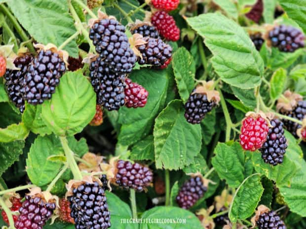 Marionberries turn from red to a deep purple color when ripe.
