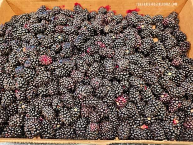 A full box of freshly picked marionberries, ready to go.