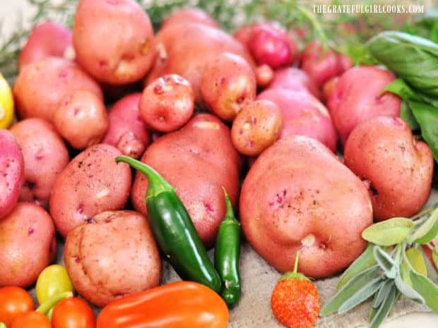 Red potatoes from our garden, some large and some are small.