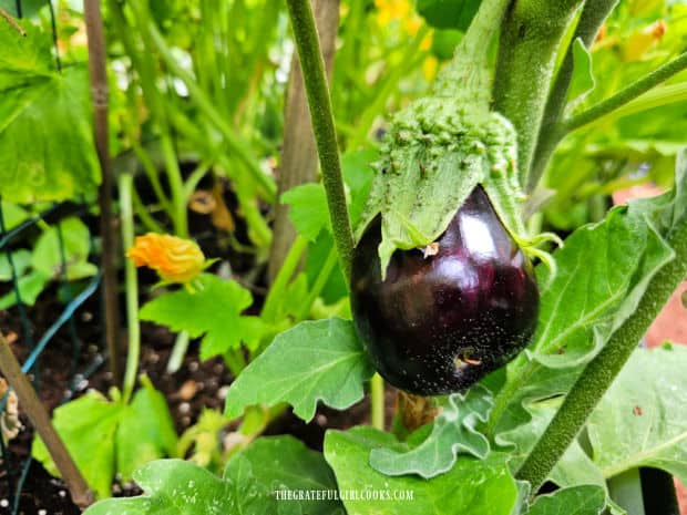 An eggplant growing in our little garden.