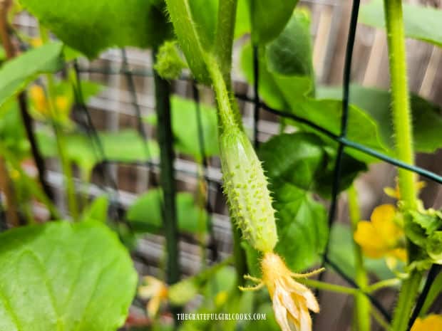 Refrigerator Dill Pickle Slices - The Grateful Girl Cooks! Growing pickling cucumbers in our small, raised bell garden.