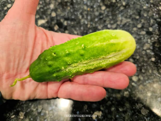 Refrigerator Dill Pickle Slices - The Grateful Girl Cooks! Holding one pickling cucumber to show the size they typically are at maturity.