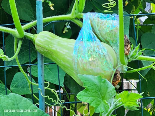 Oven-Roasted Butternut Squash - The Grateful Girl Cooks! Home-grown butternut squash growing in our backyard garden container.
